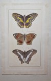 Gravură entomologică originală &ndash; Papilionidae exotici (&bdquo;Le P. Damolee, Gentius, Nic&eacute;e&rdquo;), secol XIX, colorată manual