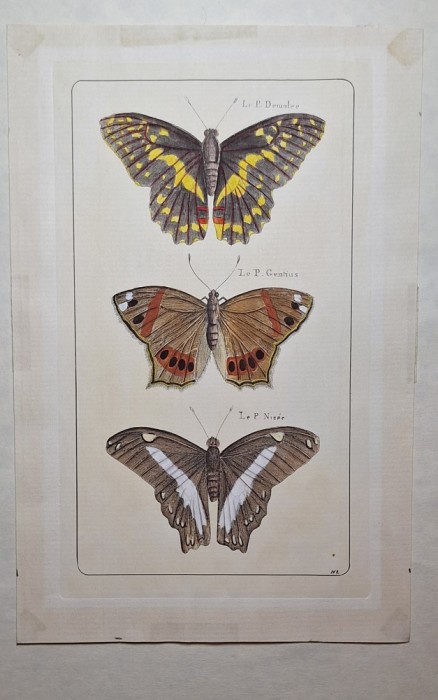 Gravură entomologică originală &ndash; Papilionidae exotici (&bdquo;Le P. Damolee, Gentius, Nic&eacute;e&rdquo;), secol XIX, colorată manual