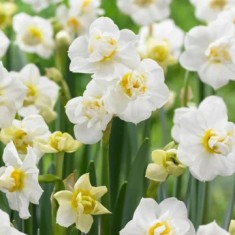 Narcise duble WHITE CHERFULNESS 10 bulbi =20 Ron