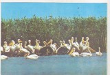 bnk cp Tulcea - Muzeul Delta Dunarii - Pelican - necirculata