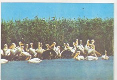 bnk cp Tulcea - Muzeul Delta Dunarii - Pelican - necirculata