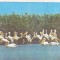 bnk cp Tulcea - Muzeul Delta Dunarii - Pelican - necirculata