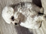 Catei bichon maltez