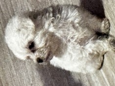 Catei bichon maltez