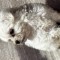 Catei bichon maltez