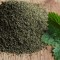 Seminte de urzica vie (Urtica dioica) pentru consum