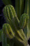 Tablou Canvas, "Cactusul străjer al deșertului verde", Verde, Cactus, Spini, Natură, Textură, 26 x 39 cm, CMCLASS