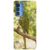 Husa compatibila cu Motorola Edge 20 model Macaw snack, Silicon, TPU, Viceversa, Transparent, Carcasa