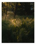Tablou Canvas, "Lumina soarelui prin iarba verde", Natură, Lumină, Iarbă, Umbre, Seară, Copaci, Pădure, Strălucire, 26 x 39 cm, CMCLASS