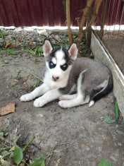 Catelusa husky foto