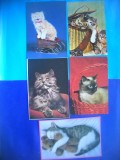 HOPCT LOT NR 1061 .PISICI --5 CARTI POSTALE-NECIRCULATE