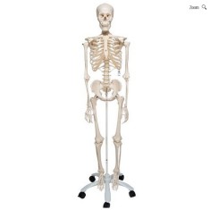 Schelet uman didactic 3B SCIENTIFIC A10 foto