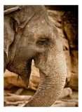 Tablou Canvas, "Elefantul &icirc;n lumina apusului", Elefant, Riduri, Trunchi, Ochi, Piele, Textura, Natural, Bl&acirc;nd, Impresionant, 26 x 39 cm, CMCLASS