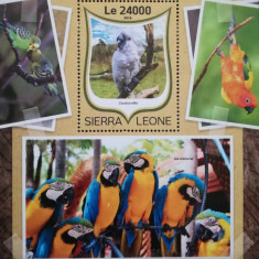 BC571, Sierra Leone 2016, colita fauna, pasari