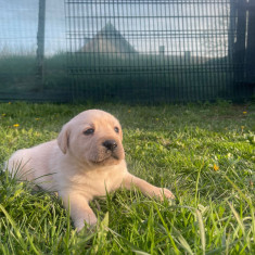 De vanzare catei Labrador2femele .Vaccinati si deparazitati