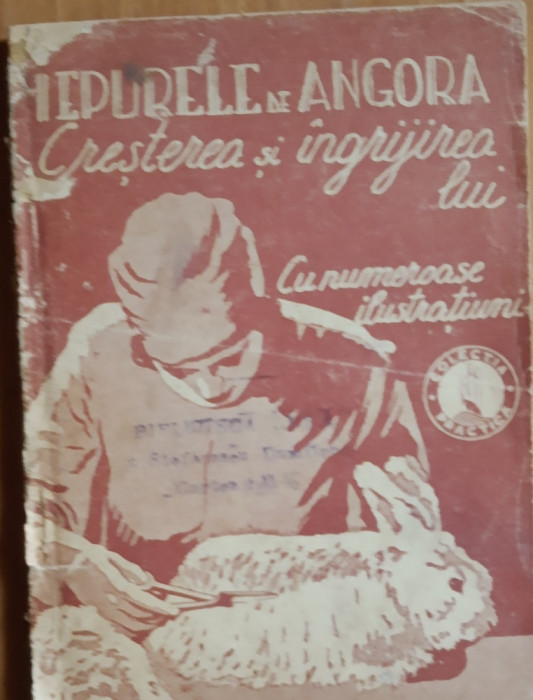 IEPURELE DE ANGORA: CRESTEREA SI INGRIJIREA LUI ( CU NUMEROASE ILUSTRATIUNI)