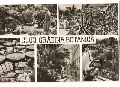 CPIB 22726 - CARTE POSTALA - CLUJ. GRADINA BOTANICA, MOZAIC foto