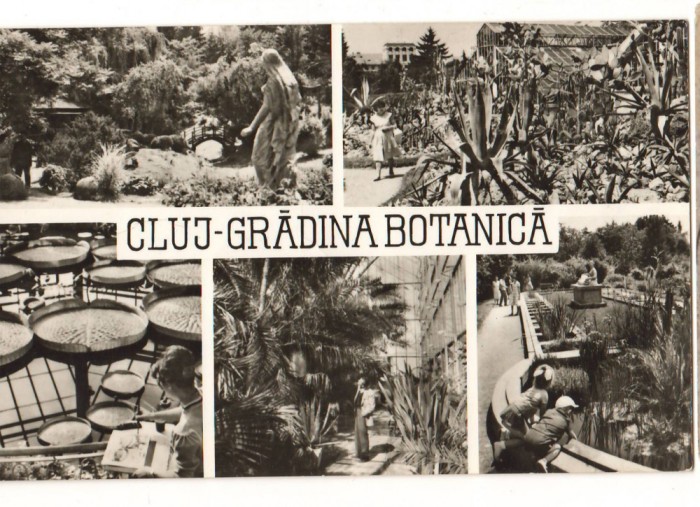 CPIB 22726 - CARTE POSTALA - CLUJ. GRADINA BOTANICA, MOZAIC