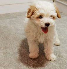 Bichon maltez talie mica