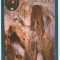 RF21 -Carte Postala- Pestera Ursilor de la Chiscau, necirculata