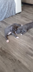 Amstaff blue foto