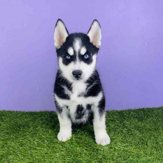 Husky Siberian , pui genetic pur, vaccinati la zi ,