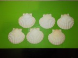6 COCHILII de SCOICI NATURALE mari Saint Jacques pentru ICRE , FRUCTE DE MARE 4