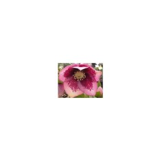 Planta Spanz, Helleborus Orientalis, Flori Simple Pink blotched, roz, ghiveci 10cm