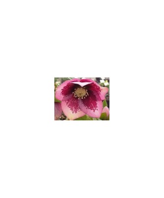 Planta Spanz, Helleborus Orientalis, flori simple, pink spotted, roz, ghiveci 10cm foto