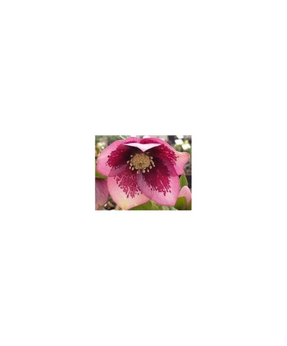 Planta Spanz, Helleborus Orientalis, flori simple, pink spotted, roz, ghiveci 10cm