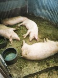 Porci de v&acirc;nzare