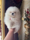 pomeranian boo