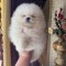 pomeranian mini