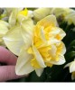 Bulb Narcise Narcissus Galben 14/16, 1 buc. | Art Perfume | Flori de Primavara, Gradina, Parfumate