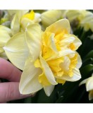 Cumpara ieftin Narcise Narcissus, Art Perfume, Galben, 14/16, 1 Bulb, Oem