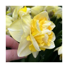 Narcise Narcissus, Art Perfume, Galben, 14/16, 1 Bulb