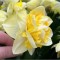 Narcise Narcissus, Art Perfume, Galben, 14/16, 1 Bulb