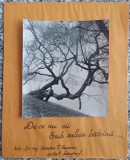 De ce nu vii sub salcia batrana// fotograie Nicolae T. Popescu