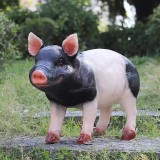 VAND PORCI PENTRU TAIERE LA KG IN FIBIS- TIMIS. 16 LEI PANA LA 100 KG, 15 LEI PESTE 100 PANA LA 200 KG