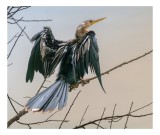 Tablou Canvas, "Pasărea regină pe ramură uscată", Pasăre, Aripi, Creangă, Frunze, Cer, Pene, Apus, Natură, 39 x 26 cm, CMCLASS