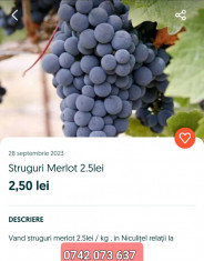 Struguri vin merlot foto