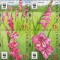 MOLDOVA 2016, Flora, WWF, serie neuzata, MNH