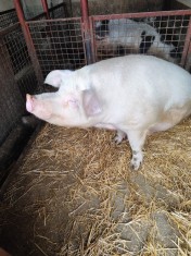 Porci de v&acirc;nzare!