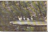 bnk cp Bucuresti - Gradina Cismigiu - circulata