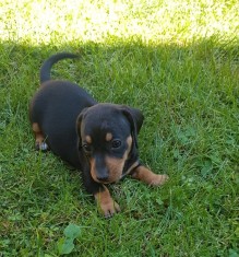 Teckel de vanzare foto