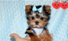 Yorkshire terrier toy foto