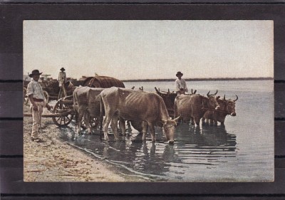 TIPURI DIN BALKANI CARE CU BOI LA RAU foto