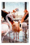 Tablou Canvas, "Flamingo gingaș &icirc;n lumina apusului", Flamingo, Apă, Penaj, Roz, Grație, Reflecție, Grup, Lumină, Contrast, Natură, 26 x 39 cm, CMCLASS