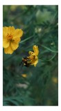 Tablou Canvas, "Bondarul și floarea galbenă &icirc;n grădină", Floare, Albina, Polenizare, Natura, Verde, Petale, Galben, Fragilitate., 26 x 39 cm, CMCLASS