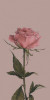 Husa Personalizata ALLVIEW A5 Smiley Pink Rose